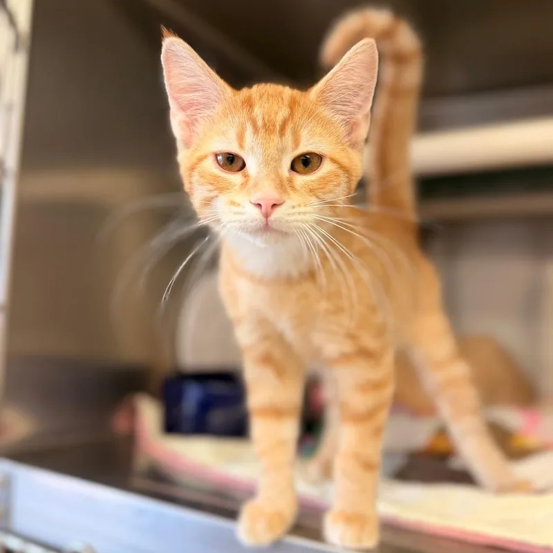 A baby small-sized male Orange / Red Domestic Short Hair cat named Fritter for adoption in Chippewa Falls, WI