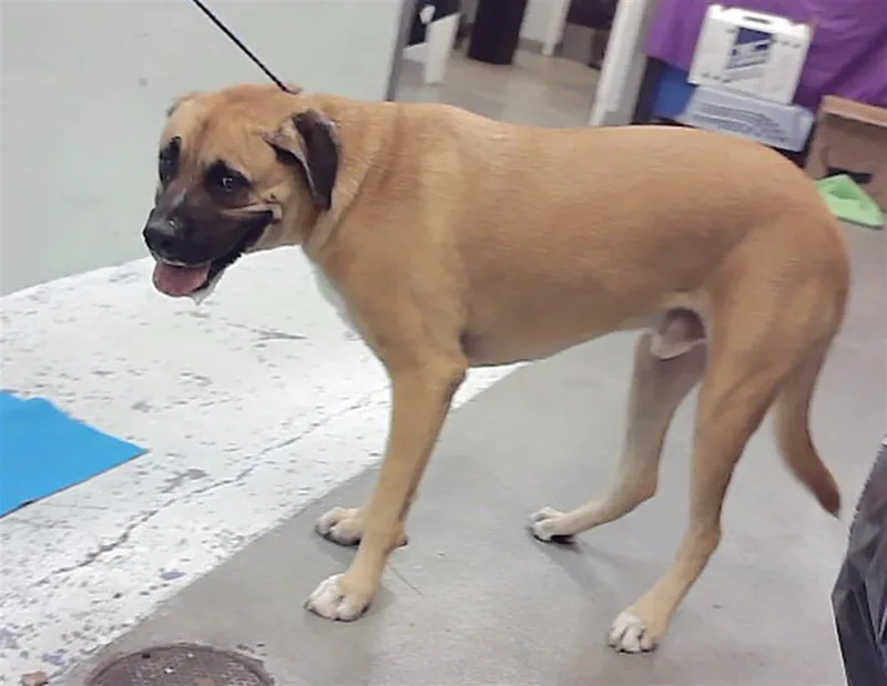 An adult large-sized male Mastiff dog named Bailey for adoption in Houston, TX