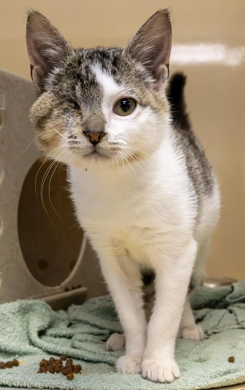 A young medium-sized male Gray & White Domestic Short Hair cat named Pirate for adoption in Harvey , LA
