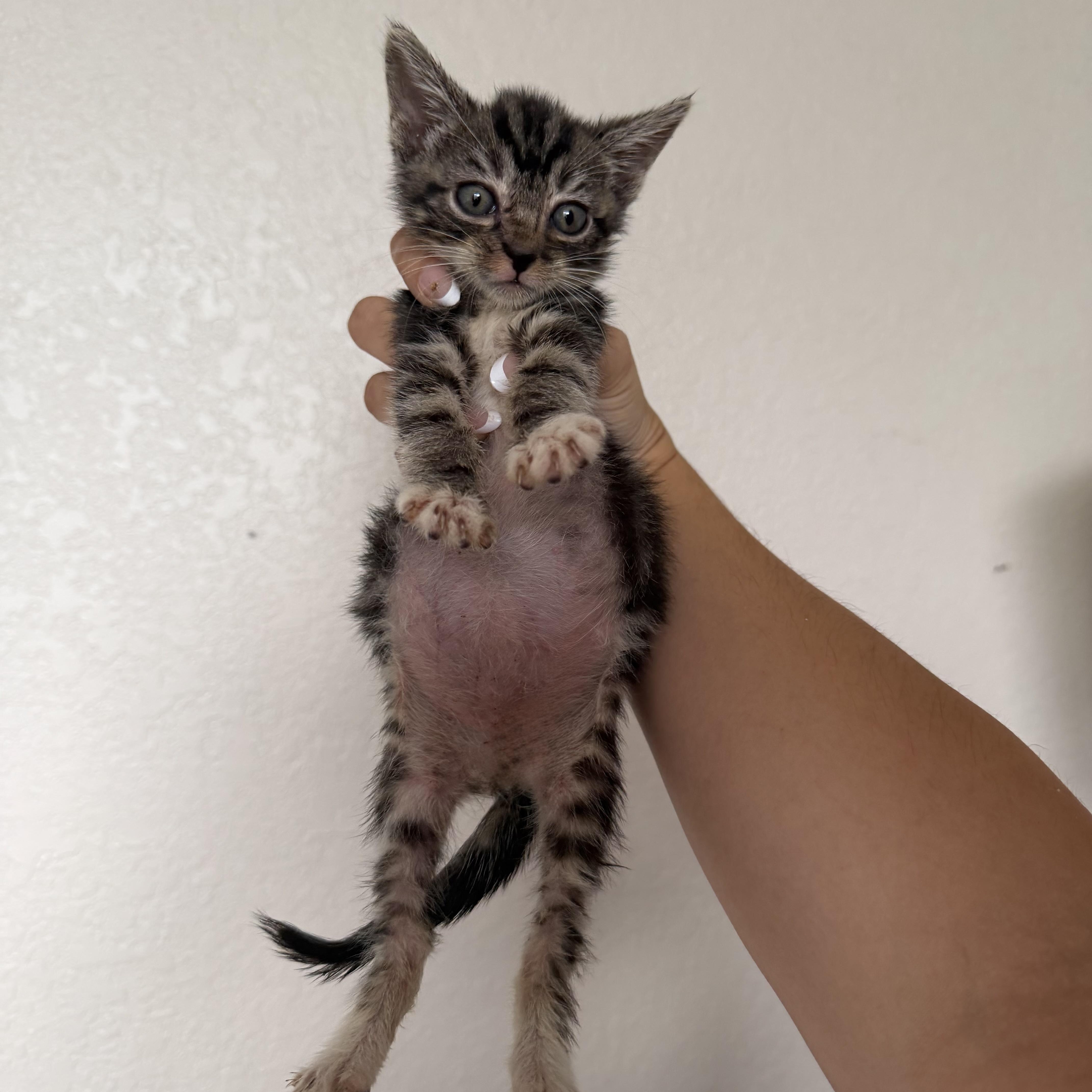 A baby medium-sized male Tabby (Brown / Chocolate) Domestic Short Hair cat named Littlefoot for adoption in jacksonville, FL