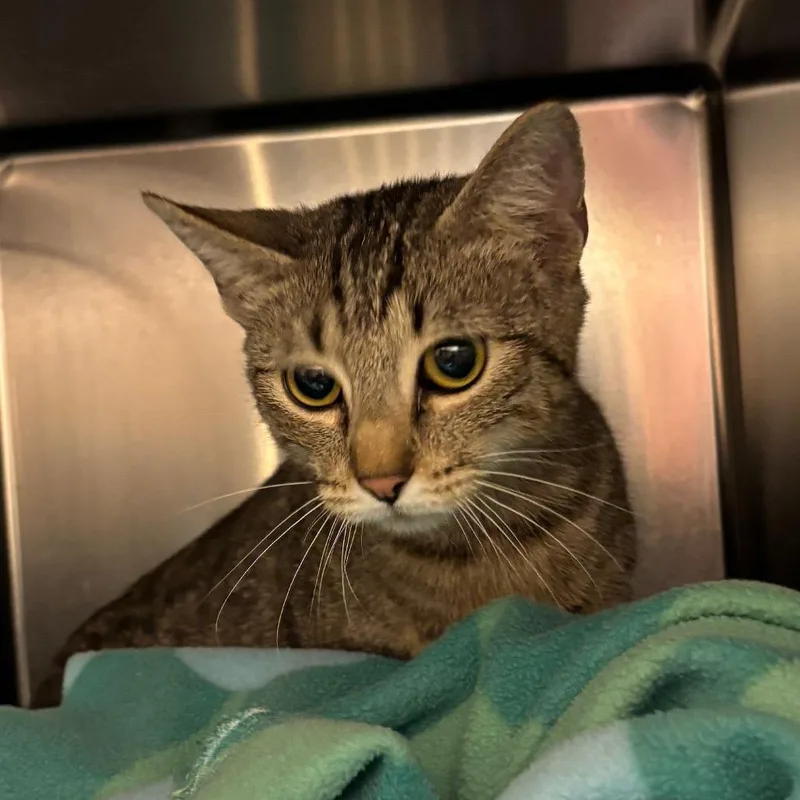 A young medium-sized female Brown / Chocolate Domestic Short Hair cat named Cinnabon for adoption in Springfield, MA