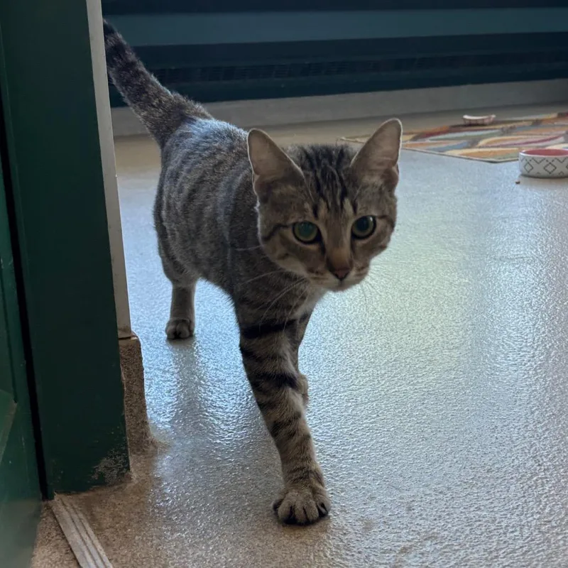 Cinnabon thumbnail 2