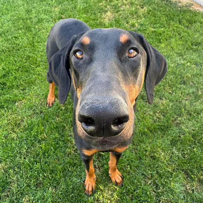 Luna Miel thumbnail 2