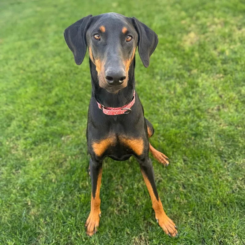 A young large-sized female Black Doberman Pinscher dog named Luna Miel for adoption in Phoenix, AZ