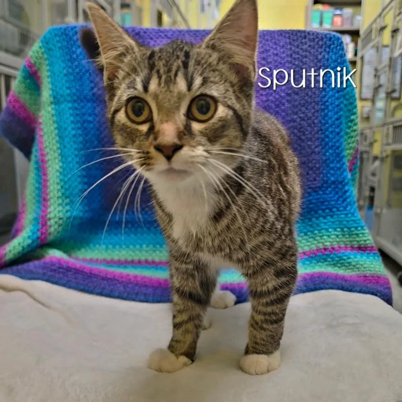 A baby small-sized male Brown / Chocolate Domestic Short Hair cat named Sputnik for adoption in Parkersburg, WV