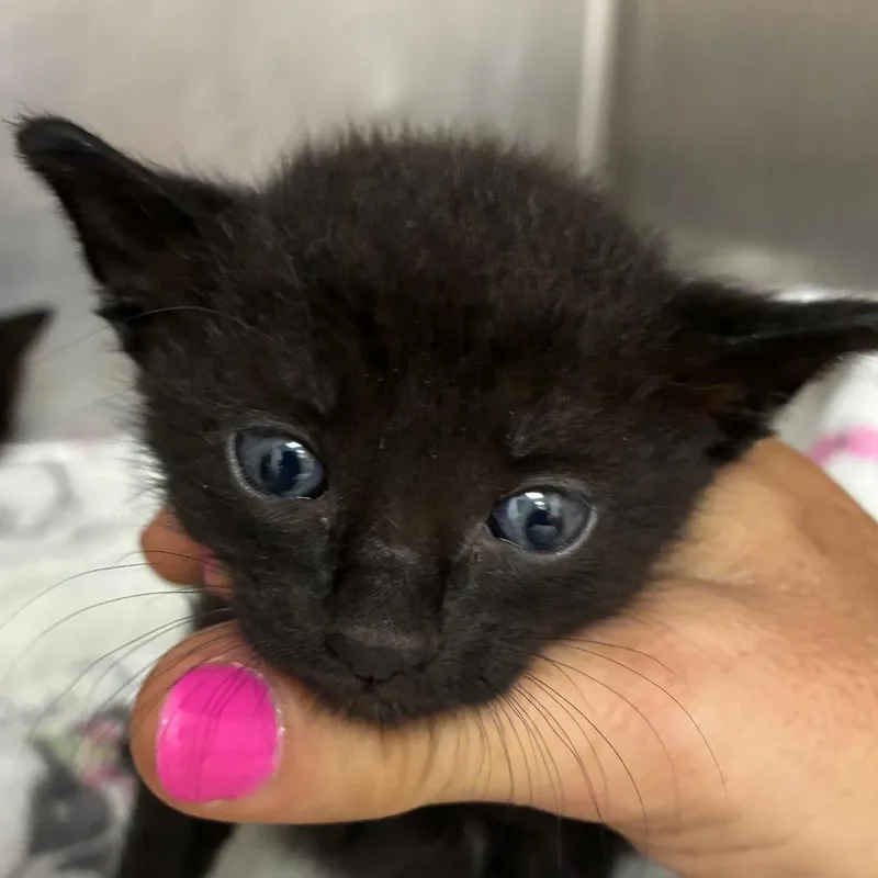 A baby small-sized male Black Domestic Short Hair cat named Scone for adoption in Gainesville, FL