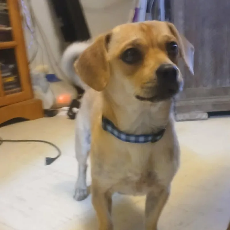 A young small-sized male Golden Puggle dog named Toby for adoption in White Bear Lake, MN