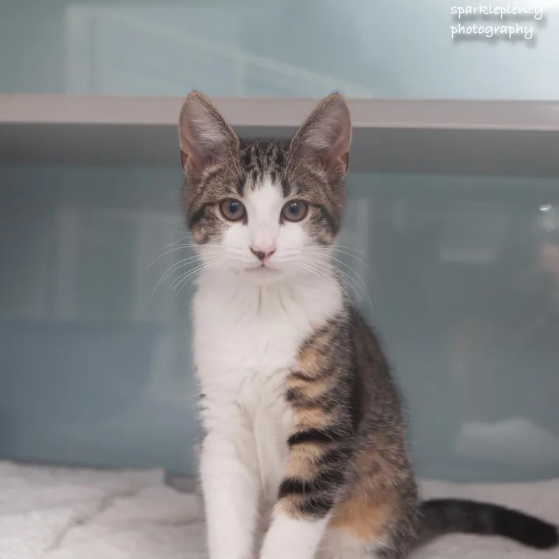 A baby medium-sized male Tabby (Brown / Chocolate) Domestic Short Hair cat named Banana for adoption in Ridgefield, CT