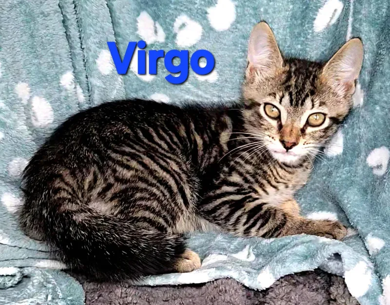 A baby medium-sized male Tabby (Gray / Blue / Silver) Tabby cat named Virgo for adoption in Macon, GA