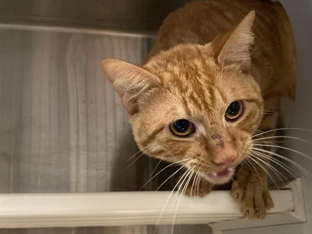 A young medium-sized male Domestic Short Hair cat named Benito for adoption in Tustin, CA
