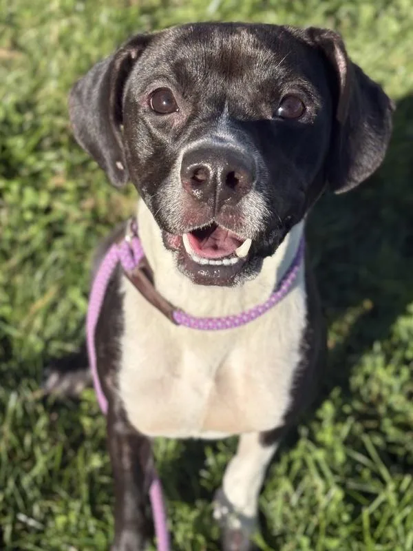 A young medium-sized female Beagle dog named Tiffany for adoption in Lancaster, OH
