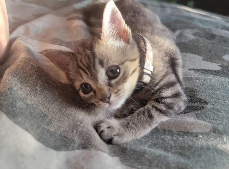 A baby small-sized male Domestic Medium Hair cat named Chance for adoption in Augusta, GA