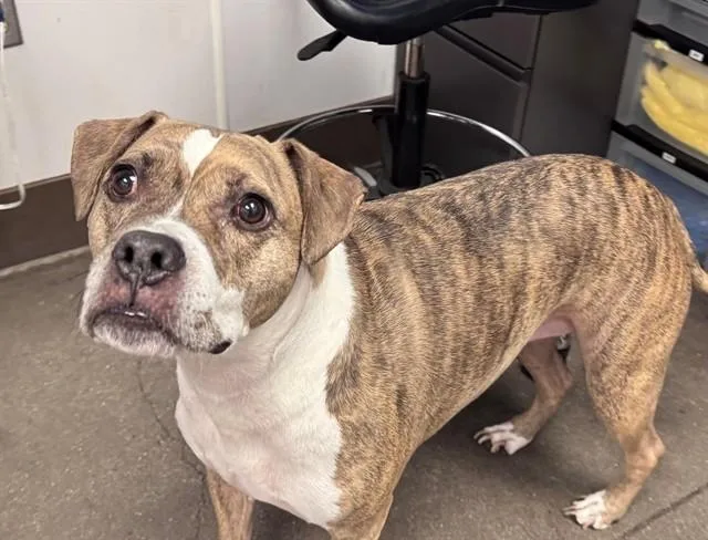 An adult medium-sized female American Staffordshire Terrier dog named Lily for adoption in Tucson, AZ