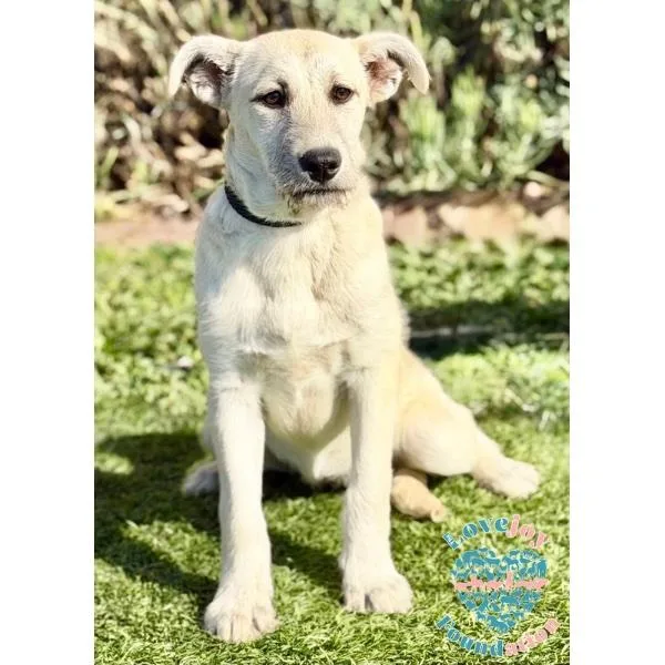 A baby medium-sized female White / Cream Labrador Retriever dog named Alexi Coh for adoption in Inglewood, CA