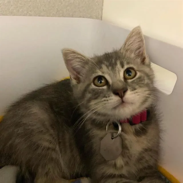 A baby small-sized female Domestic Short Hair cat named Mermaid for adoption in Aurora, CO