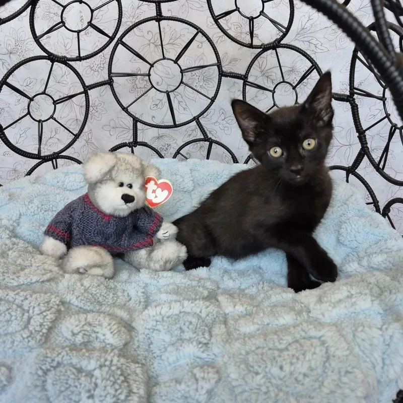A baby small-sized male Black Domestic Short Hair cat named Paddington Bear for adoption in tucson, AZ
