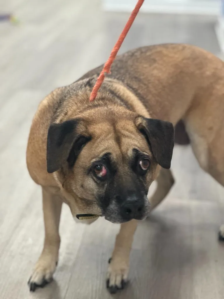 A senior medium-sized female Black Mouth Cur dog named Jenna for adoption in Cambridge, MD
