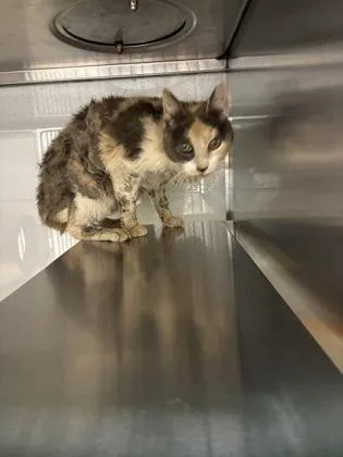 An adult small-sized female Domestic Short Hair cat named Macaroon for adoption in Gastonia, NC
