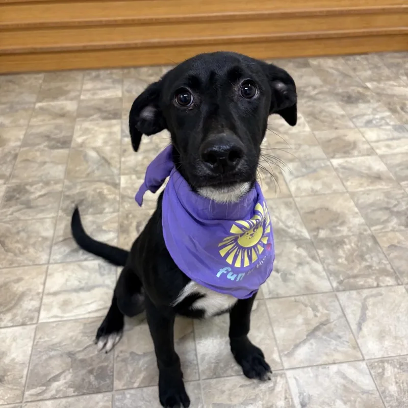 A young medium-sized male Black Labrador Retriever dog named Ryan for adoption in Pilot Point, TX
