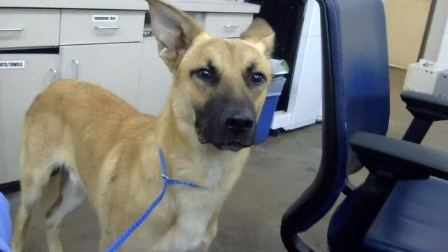An adult large-sized male Mixed Breed dog named Honey for adoption in Dallas, TX