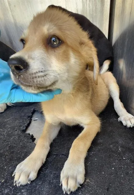 A baby small-sized male Shepherd dog named Aero for adoption in San Antonio, TX