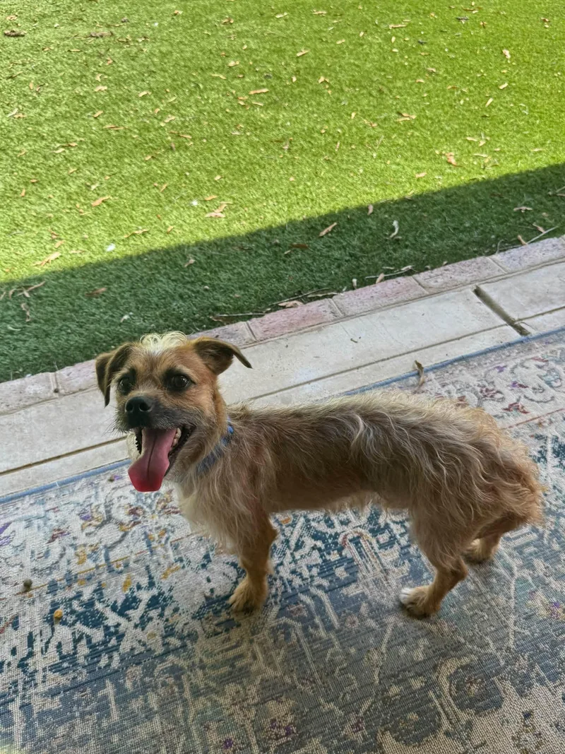 A young small-sized male Mixed Breed dog named Bootstrap for adoption in Matthews, NC