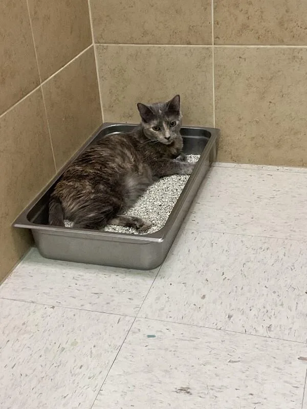 An adult medium-sized female Tortoiseshell Domestic Short Hair cat named Molly for adoption in Hobbs, NM
