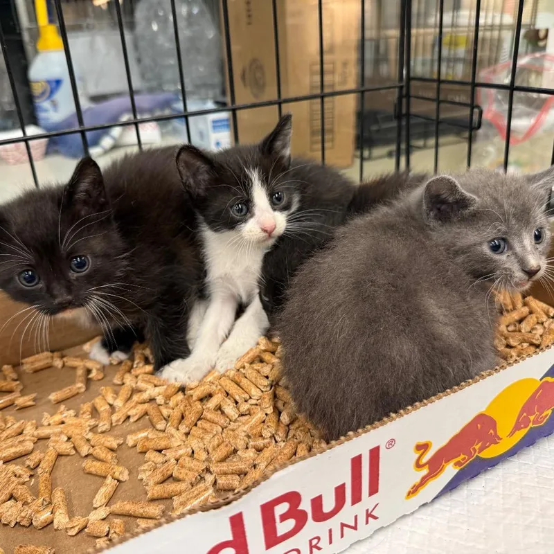 A baby small-sized female Black Domestic Short Hair cat named Scylla for adoption in Westminster, CA