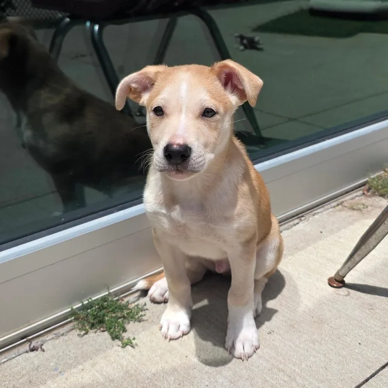 A baby medium-sized male Yellow / Tan / Blond / Fawn Shepherd dog named Juno for adoption in Norman, OK