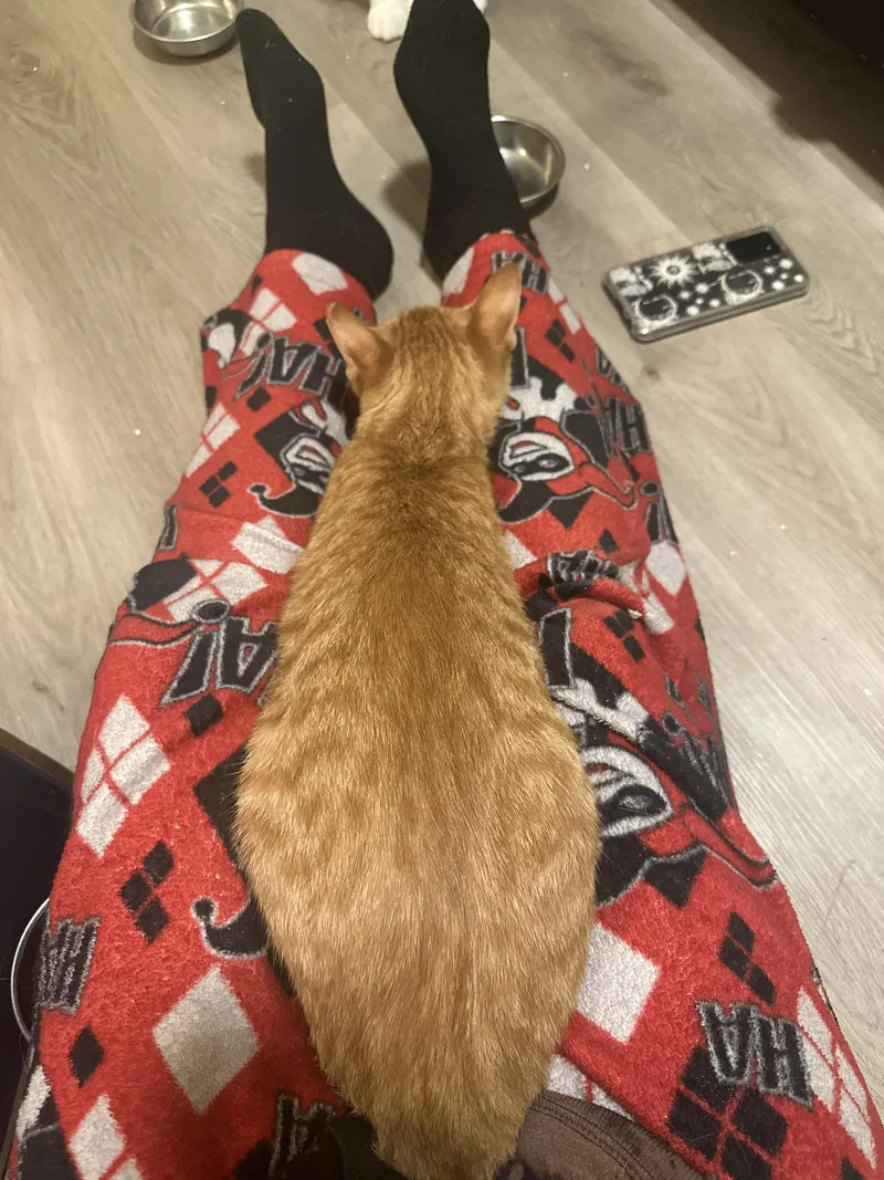 A young medium-sized male Tabby (Orange / Red) Domestic Short Hair cat named Biscuit for adoption in Charlotte, NC
