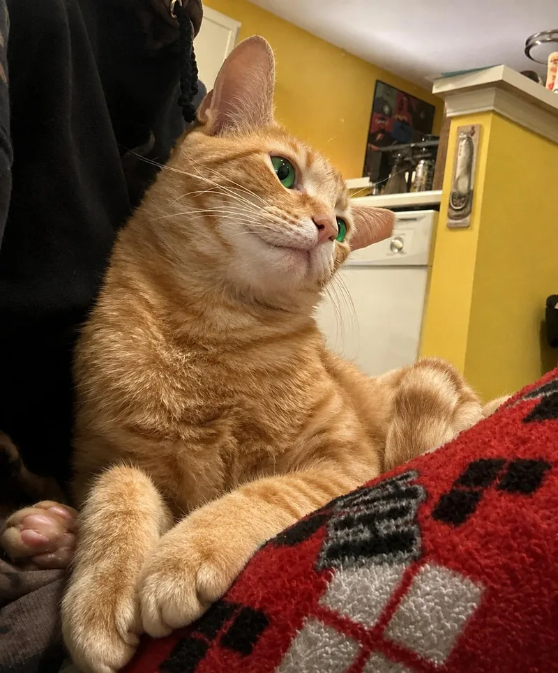 Biscuit thumbnail 2