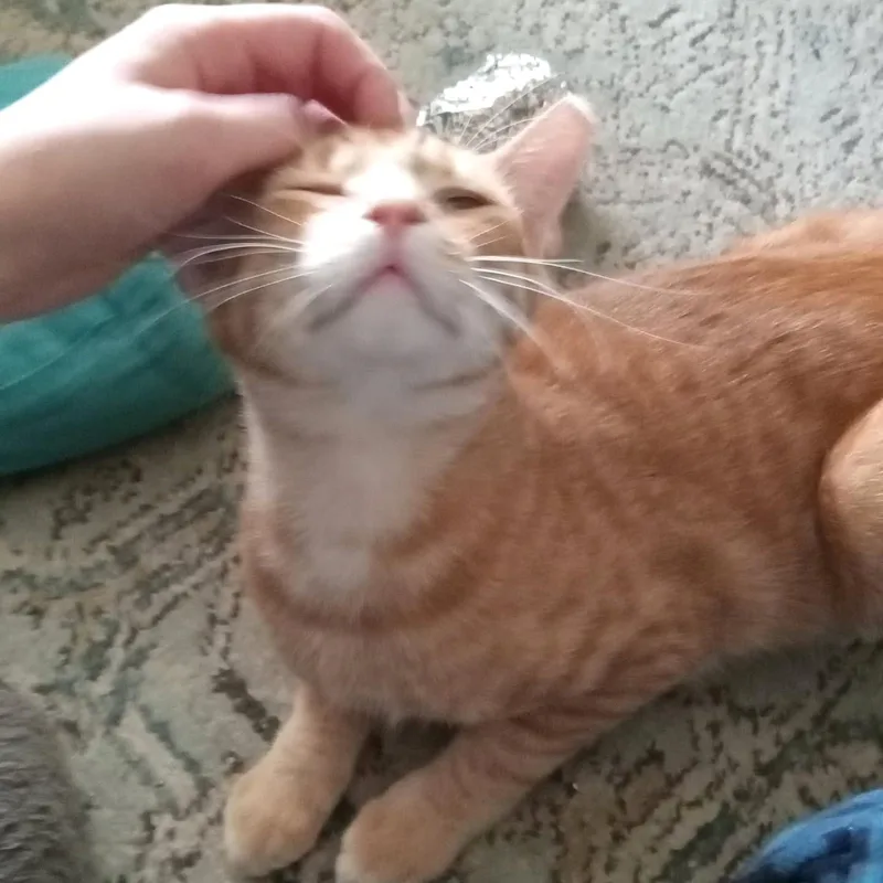 Biscuit thumbnail 5
