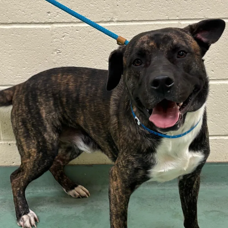 An adult large-sized male Brindle Mixed Breed dog named Ralo for adoption in Memphis, TN