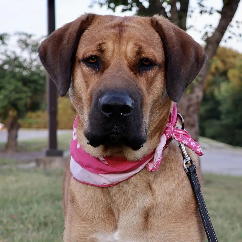 A young large-sized female Yellow / Tan / Blond / Fawn Bullmastiff dog named Willow PP for adoption in St Joseph, MO
