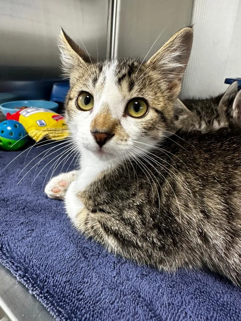 A baby medium-sized female Domestic Short Hair cat named Crema for adoption in Jonesboro, AR