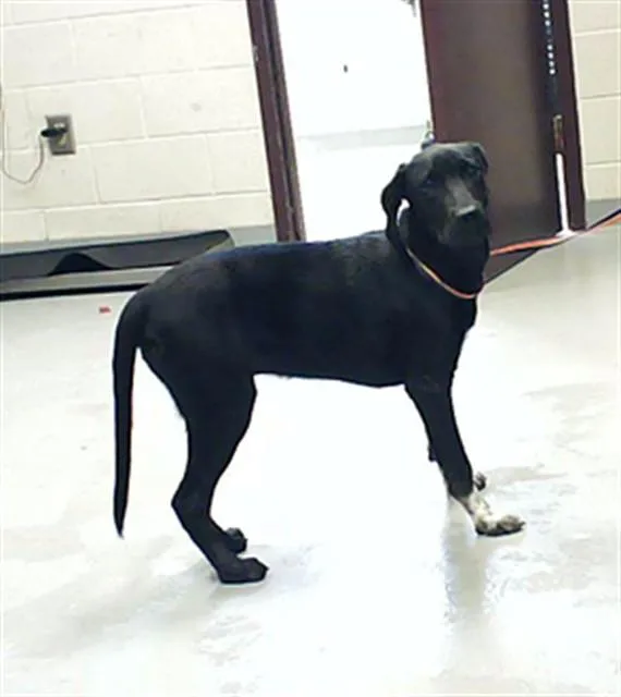 A young medium-sized male Labrador Retriever dog named Roland for adoption in Fayetteville, NC