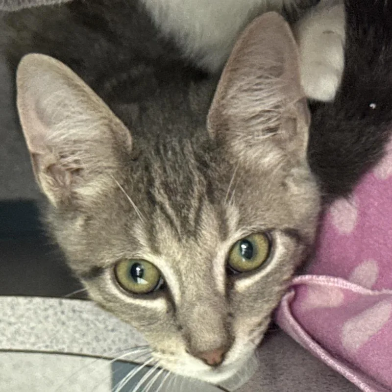A baby small-sized male Gray / Blue / Silver Domestic Short Hair cat named Gravel for adoption in Evansville, IN