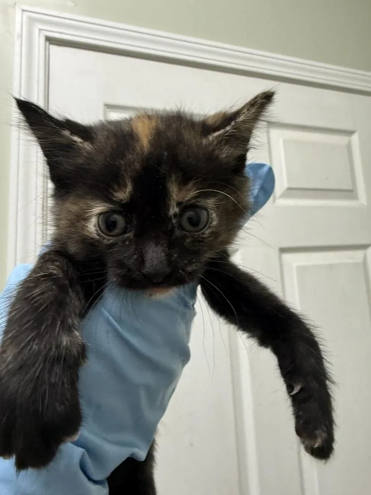 A baby small-sized female Domestic Short Hair cat named Cobbler for adoption in Evansville, IN