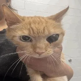 An adult medium-sized female Orange / Red Domestic Short Hair cat named Meowbuscus for adoption in Indianapolis, IN