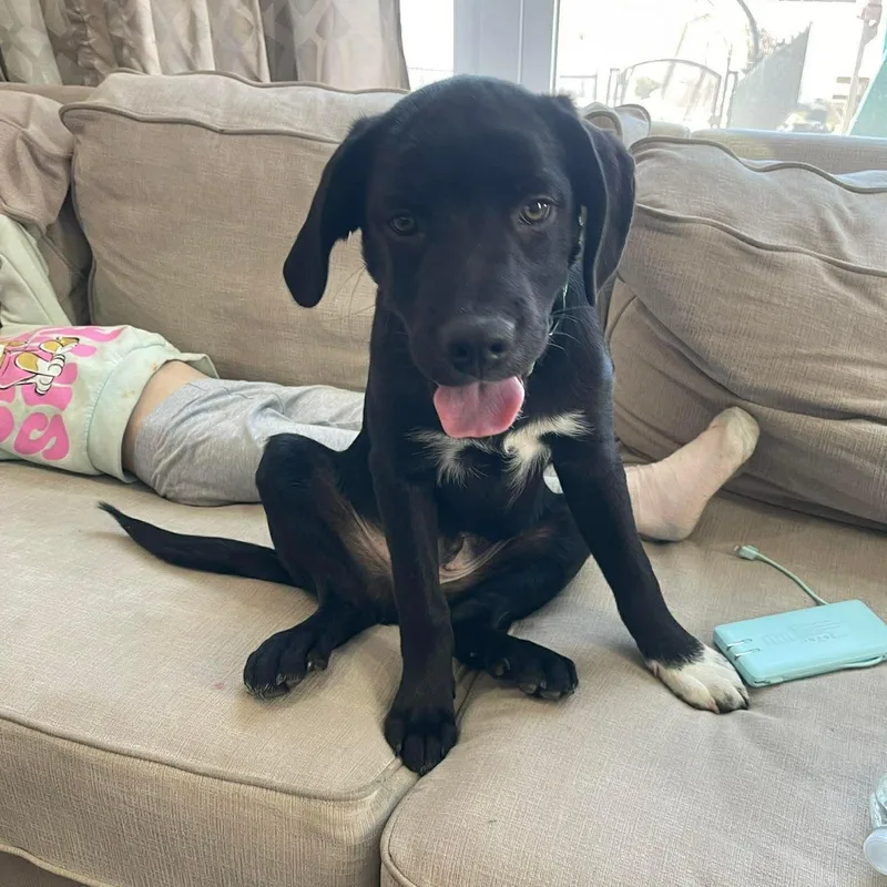 A baby medium-sized male Black Mixed Breed dog named Parker for adoption in Yaphank, NY