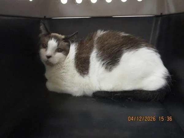 A senior large-sized female Domestic Short Hair cat named Sweetpea for adoption in Marietta, GA