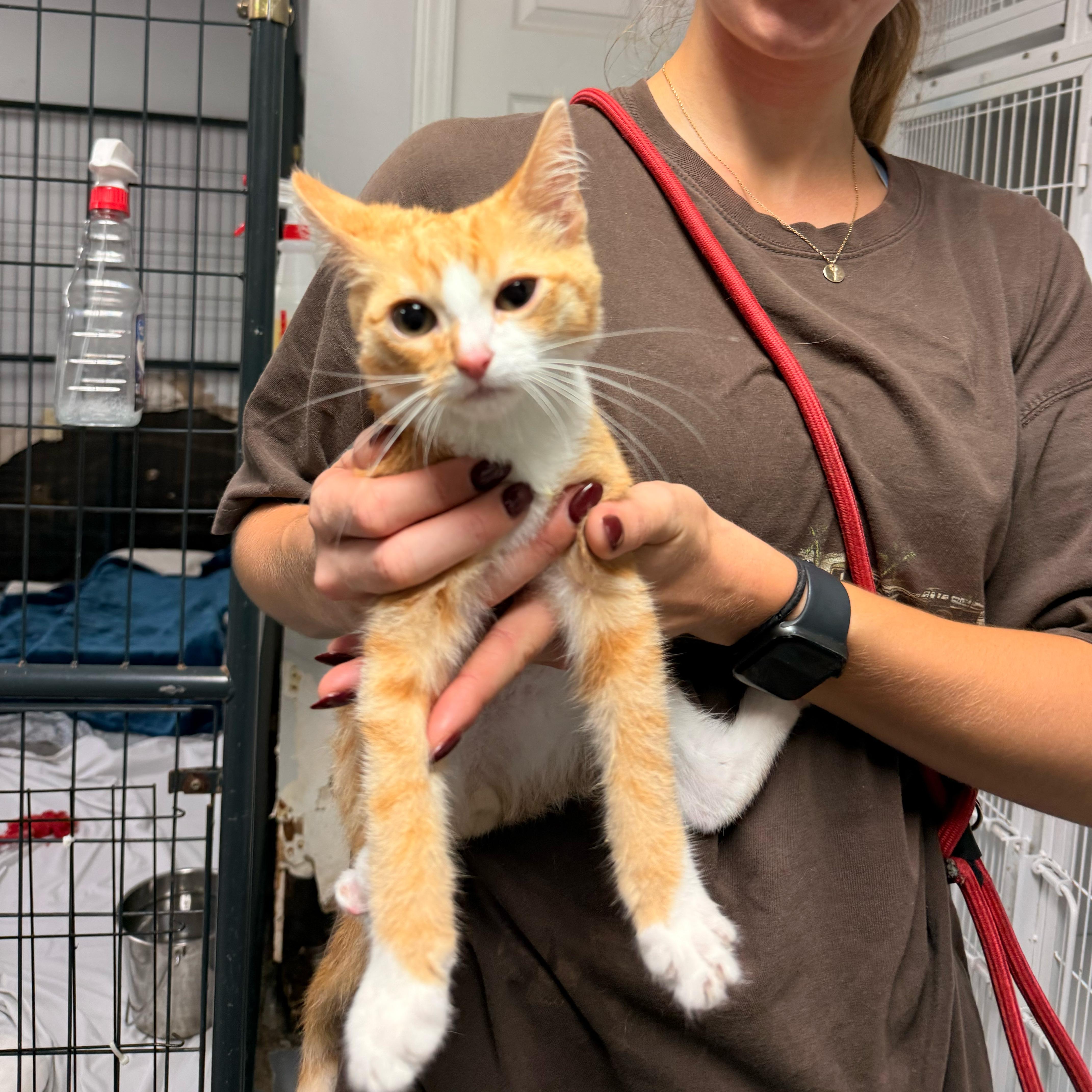 A baby medium-sized male Orange & White Domestic Short Hair cat named Marlo for adoption in Columbia, SC