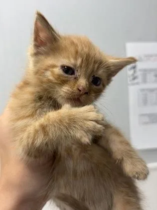 A baby small-sized male Domestic Short Hair cat named Ginger for adoption in West Chester, PA