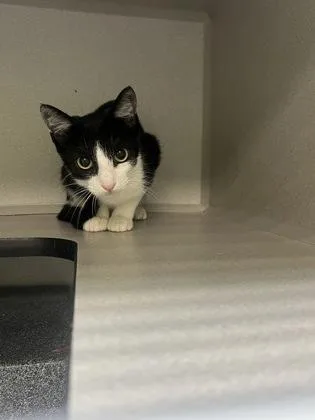 A baby medium-sized female Domestic Short Hair cat named Blot for adoption in New Orleans, LA