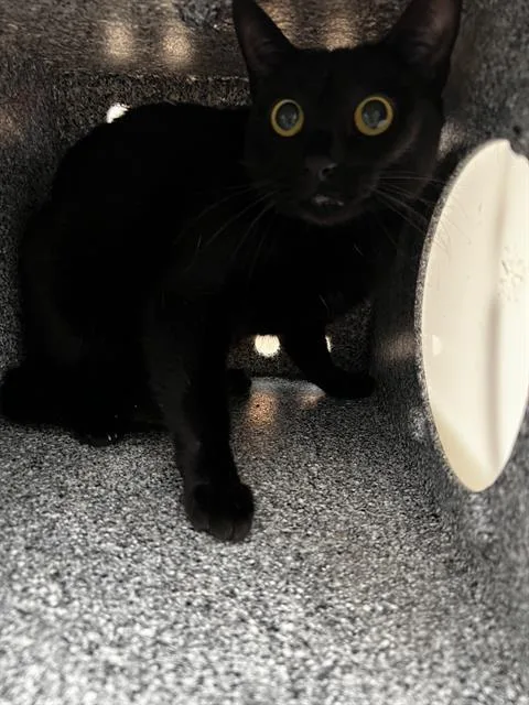 A young medium-sized female Domestic Medium Hair cat named Xena for adoption in Dallas, TX