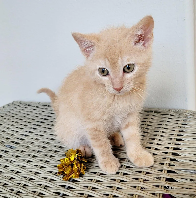 A baby medium-sized male Buff / Tan / Fawn Domestic Short Hair cat named Leopold for adoption in Orlando, FL