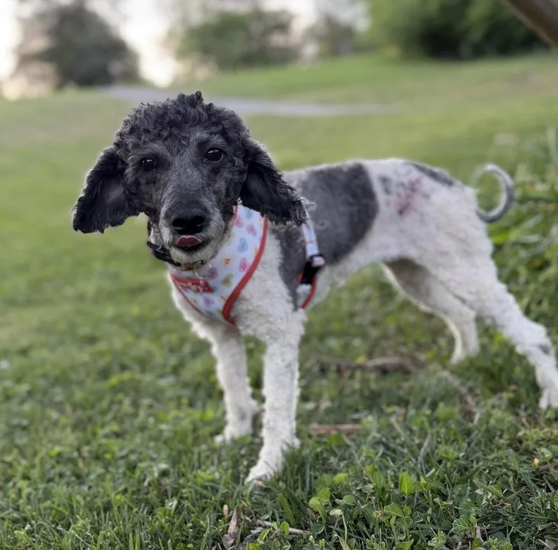 An adult small-sized female Poodle dog named Isabelle for adoption in Dunwoody, GA