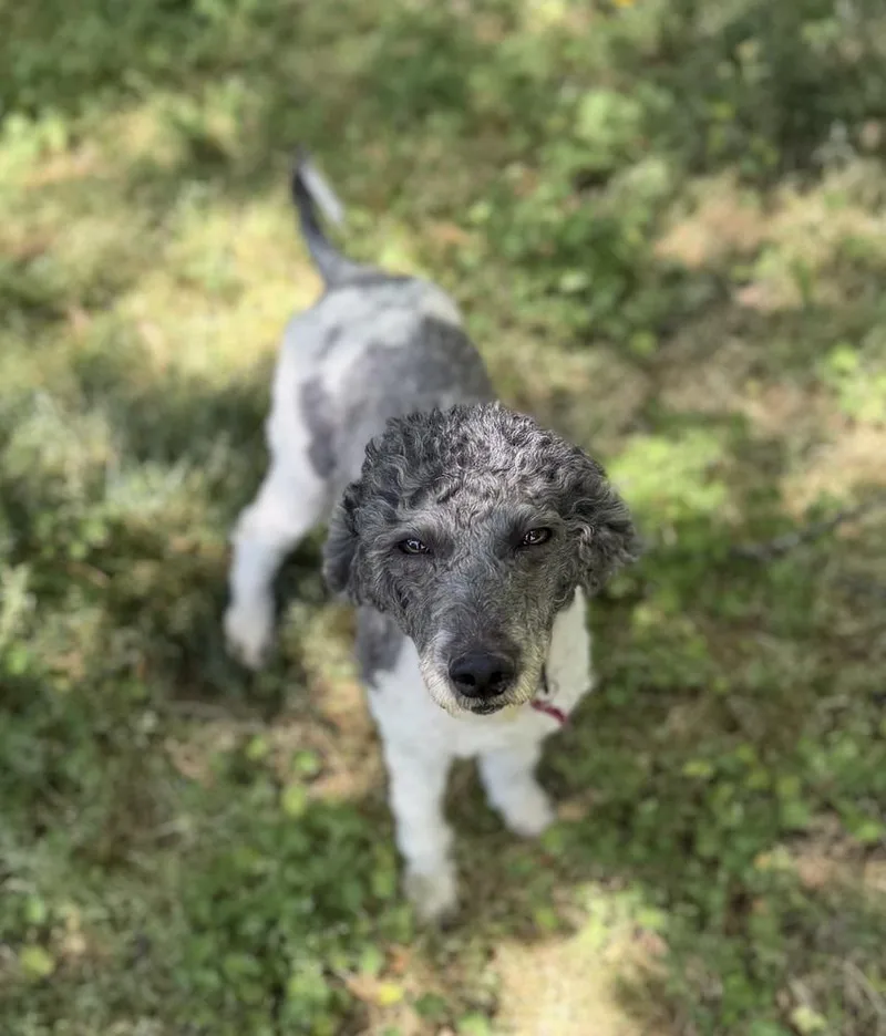 Isabelle thumbnail 2