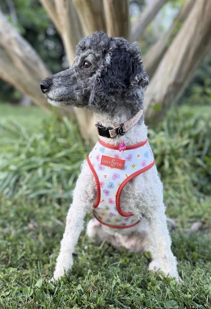 Isabelle thumbnail 3