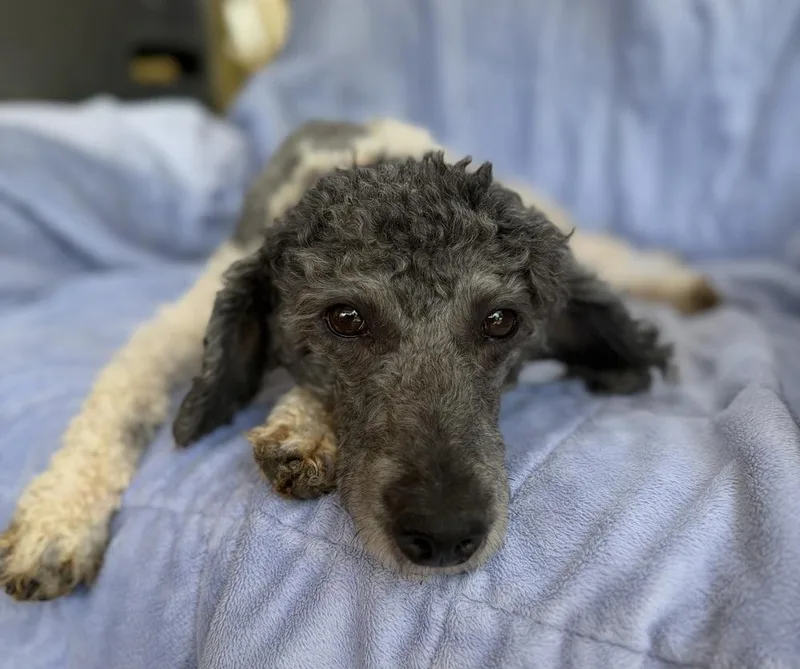 Isabelle thumbnail 4